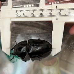 今年羽化した能勢YG847系オオクワガタ ♀メス46mm