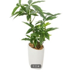 無料 ニトリ フェイクグリーン 観葉植物 パキラ