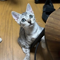 里親様決まりました