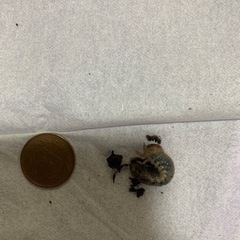 カブトムシ幼虫