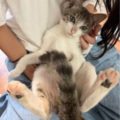 3ヶ月半キジ白男の子