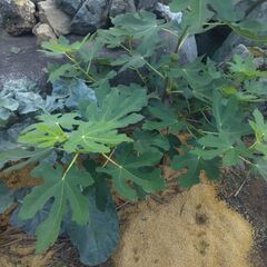 畑やプランター　家庭菜園　仲間募集 - 能美市