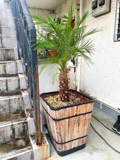 【売約済み】[植物売ります] フェニックスロベレニー