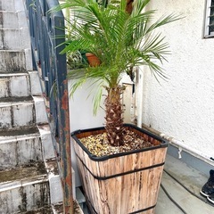 【売約済み】[植物売ります] フェニックスロベレニー