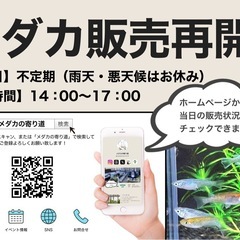 【メダカの寄り道】メダカ販売再開！（在庫状況、9/21更新）