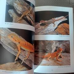 フトアゴヒゲトカゲの教科書の画像