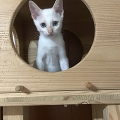 青い目のシャム（ミックス子猫）生後2ヶ月