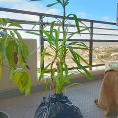 幸福の木　ドラセナ　観葉植物　大きいです(高さ145cm程)