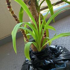 幸福の木　ドラセナ　観葉植物　大きいです(高さ145cm程)の画像