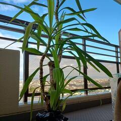 幸福の木　ドラセナ　観葉植物　大きいです(高さ145cm程)の画像