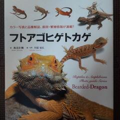 フトアゴヒゲトカゲ