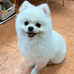 小型犬の犬友達募集！