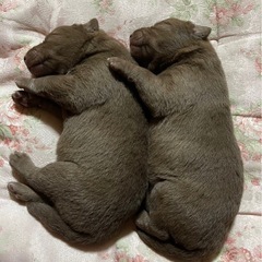生後1ヶ月　犬種にこだわらず可愛がって頂ける方