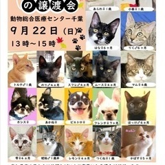 猫、犬ちゃんお見合い会