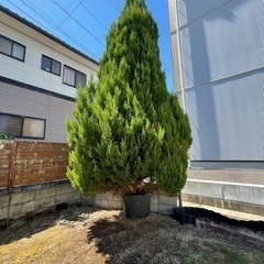 ゴールドクレストお引取り(作業後1万円お渡し)