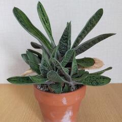 ガステリア　リトルワーティー　多肉植物　観葉植物