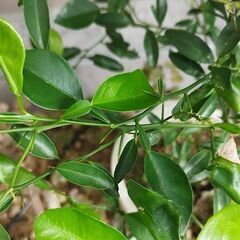 Kaffir Lime コブミカン　カフィア　葉っぱ付きの20~30cmの枝1本の画像