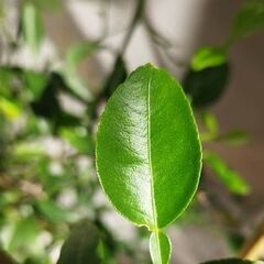 Kaffir Lime コブミカン　カフィア　葉っぱ付きの20~30cmの枝1本の画像