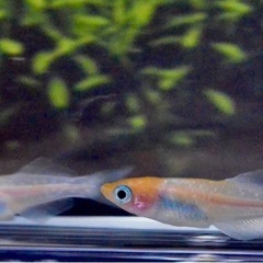 めだか厳選現物ハイビスカスメダカの画像