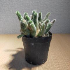 レブチア　サボテン　観葉植物