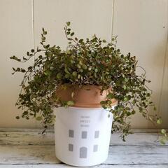 🌱ワイヤープランツ🌱/植物