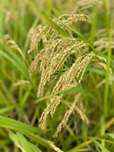 令和5年度産　ひのひかり　玄米　30kg  ヒノヒカリ　お米