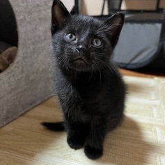 黒猫ちゃん(保護)