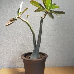 アデニウム　コーデックス　観葉植物