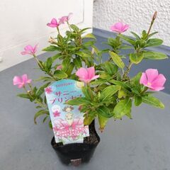 サニープリンセス ニチニチソウ 観葉植物