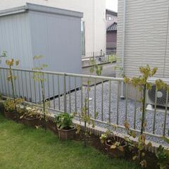 ヤマボウシ(庭木・落葉樹)の画像