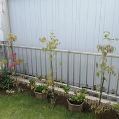 ヤマボウシ(庭木・落葉樹)の画像