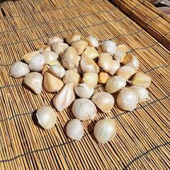 本年収穫ジャンボニンニク1kg