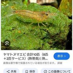 ヌマエビ