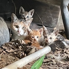 野良猫親子