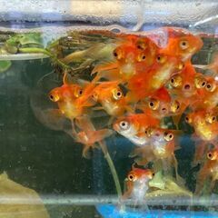 メダカ・金魚販売致します。の画像