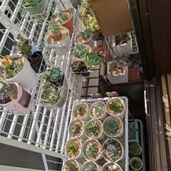 (条件有★繊細お読み下さい)多肉植物、観葉植物