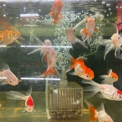 メダカ・金魚販売致します。の画像