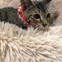 優しい男の子4ヶ月　