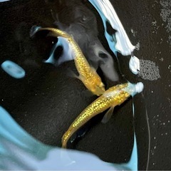 ☆サンシャイン　1ペア　☆　飼育場改造セール
