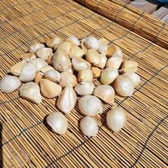 2024年収穫無農薬ジャンボニンニク1kg 