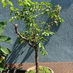 梅　苗木