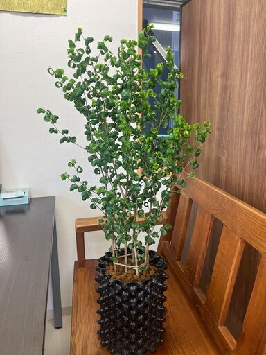 参考画像①　ベンジャミンバロック