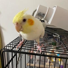 オカメインコ　ルチノー