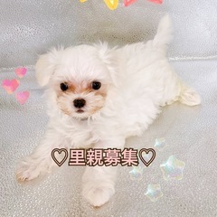 【里親募集🙇‍♀️】マルチーズ　2ヶ月の男の子♡