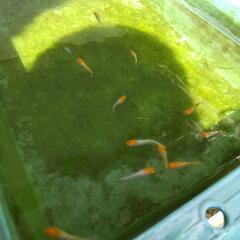 メダカ桜小町10匹１０００円の画像