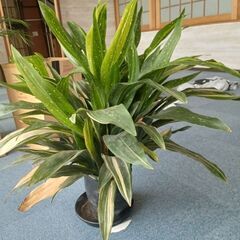 【直接引渡し可能な方限定】観葉植物（羅臼町役場町民環境課出品）