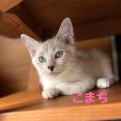 9/22　日曜日　譲渡会in川崎市動物愛護センター　子猫から大人猫まで