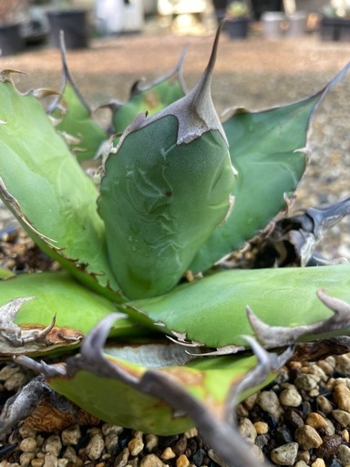 アガベ　オアハカ　オテロイ