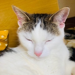 猫が行方不明に
