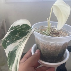 【美品】 斑入り　モンステラ ボルシギアナ ホワイトタイガー モンステラ ボルシギアナ ホワイトタイガー / 美しい斑入りの葉を